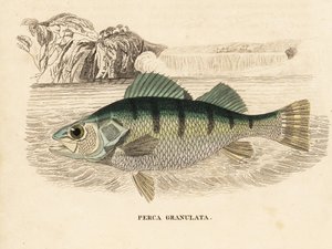 Yellow perch, Perca flavescens. Handcoloured steel engraving from Georg Friedrich Treitschke