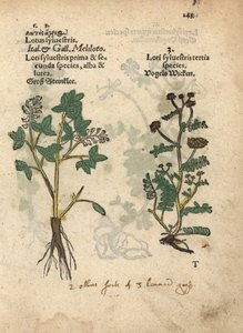 Yellow sweet clover species, Melilotus officinalis