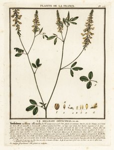 Yellow sweet clover, yellow melilot, ribbed melilot, Melilotus