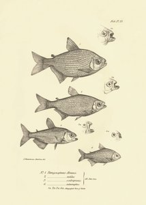Zoology: representation of fish 