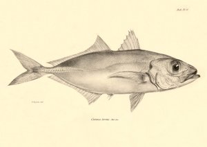 Zoology: Representation of the Fish 