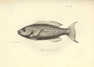 Zoology: representation of the fish 