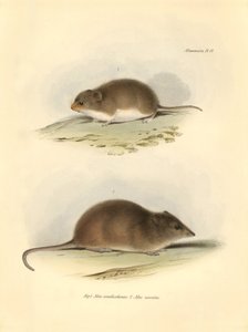 Zoology: the Mus xanthorhinus or field rat and Mus nasutus described by Charles Darwin during his exploration journey aboard the Beagle. Plate from The Zoology of the voyage of H.M.S. Beagle under the command of Captain Fitzroy during the years 1832 to 183