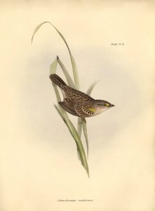 Ornithology: Ammodramus xanthornus by Unbekannter Künstler