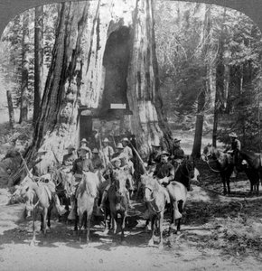Cavalry passing through the great tree California, California, USA