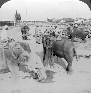 Elephants Working in a Timber Yard, India by Underwood and Underwood