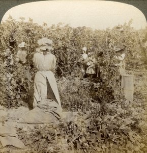 Hop Picking, Eugene, Oregon, USA