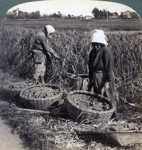 Peasants Cutting Millet, Near Yokohama, Japan