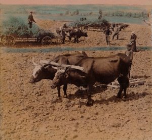 Thrifty Country-Folk with Their Cattle at Work on a Farm Near Jonkoping, Sweden by Underwood and Underwood