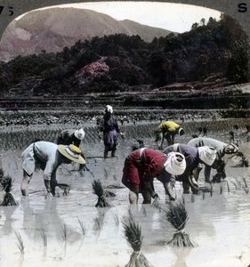 Transplanting rice in a paddy field, Japan, 1904
