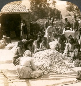 Women Sorting Large Piles of Silk Cocoons, Antioch, Syria, 1900s
