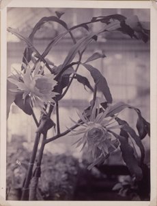 Night-Blooming Cereus, In Bloom