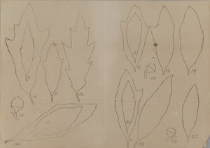 Study of Leaf Shapes by Unidentified