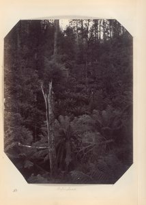 Australia - (Victoria and S. Australia) by Unknown