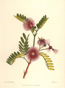 Bottlebrush, Callistemon Linearis by Unknown