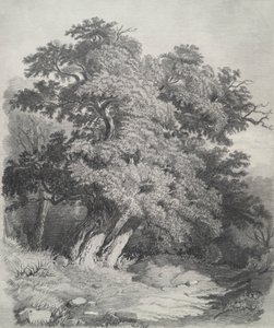Clump of Trees
