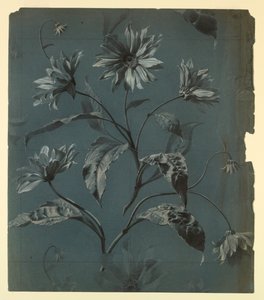 Design for Wallpaper or Textile of Daisy-Type Flower with Repeat by Unknown