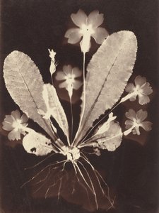 Botanical Photogram