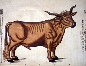 A beef from the Historia Animalium of Conrad Gesner, Tiguri 1560. Biblioteca nazionale Braidense. Milan