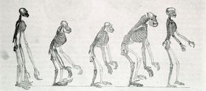 A comparative study of the skeletons of Man and monkeys: gibbon, orangutan, chimpanzee, and gorilla. by Unknown artist