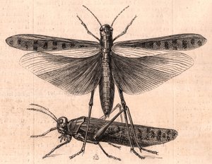 A grasshopper and a cricket