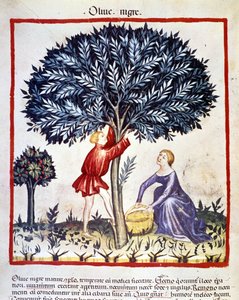 A man climbs on an olive tree to pick black olives. Illumination from the milking of medicine and dietetics 