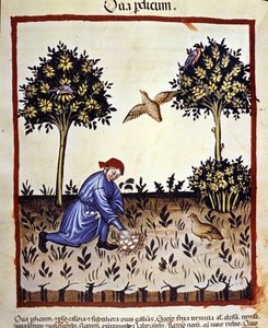 A Man Picks Eggs from a Partridge