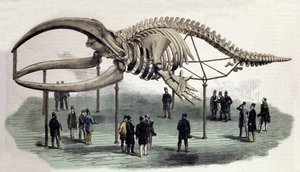 A skeleton of whales at the Royal College of Surgeons in London. 19th century engraving by Unknown artist