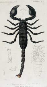 African Scorpion - Natural History Board by Unknown artist