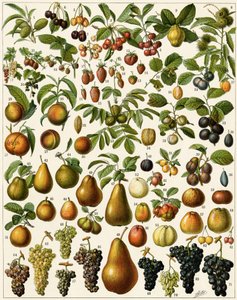 Agriculture: Botanical board representing edible fruits (cherry, raspberry, strawberry, blueberry, peach, apricot, nuts, grapes, pear, hazelnut, fig, apple, plum) by Unknown artist