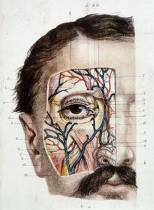 Anatomical board on the eye and its environment (skinned) by Unknown artist