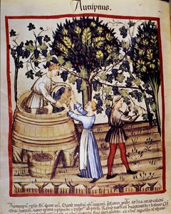 Autumn representation: harvest. The grape picking. Illumination from the milking of medicine and dietetics 