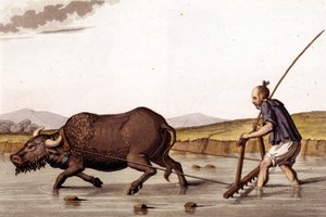Away de ploourer le champs de riz avec un ox - in Le costume ancien et moderne by J. Ferrario, ed. Milan by Unknown artist