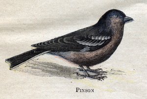 Birds Useful to Agriculture: Pinson
