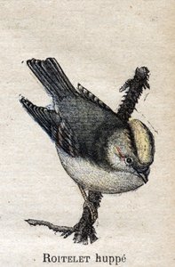 Birds Useful to Agriculture: Rupped Roitelet by Unknown artist