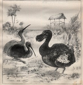 Birds that disappear: the dodo and the apteryx - Engraving In La Science francaise by Unknown artist