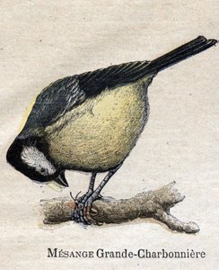 Birds useful for agriculture: Big Chickadee - Coal by Unknown artist