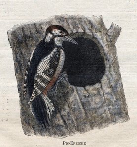 Birds Useful for Agriculture: Woodpecker by Unknown artist