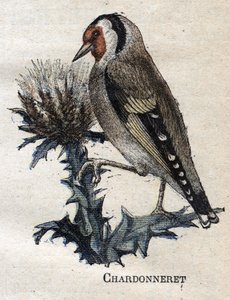 Birds useful to agriculture: Chardonneret
