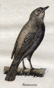 Birds useful to agriculture: Nightingale by Unknown artist