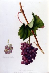 Black grapes. 19th century engraving by Unknown artist