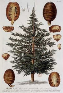 Botanical Board: Cedar