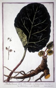 Botanical Board: Leaf and Roots of Rhubarb. 19th Century Herbarium