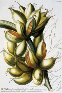 Botanical board: bananas