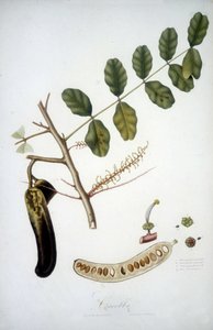 Botanical board: carob branch.