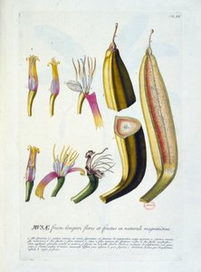 Botanical Board: Flowers and Banana Cutting