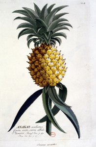 Botanical board: pineapple