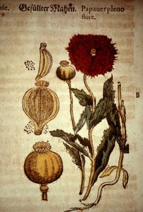 Botanical board: poppy. After Kreutterbuch dess hocgeleherten und wettberühmten herrn by Pietro Andrea Mattioli (Matthiole) (1500-1577). Frankfurt by Unknown artist