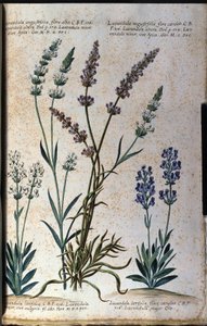 Botanical board: true lavender (Lavandula angustifolia) and aspic lavender (Lavandula latifolia) by Unknown artist