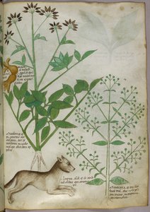 Botanical Illustration of a Plant and a Wolf